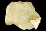 Fossil Shark (Physogaleus) Tooth - Bakersfield, CA #144460-1